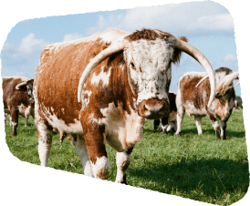 Floating image 2, cow