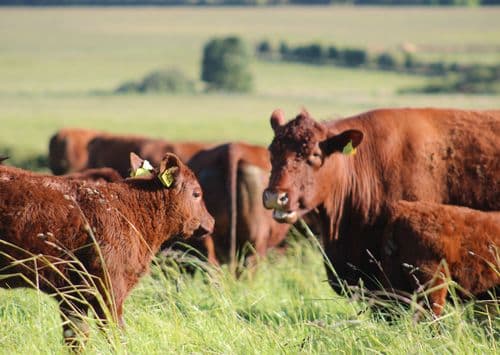 Butchery at Bowhouse & Balcaskie Estate main image