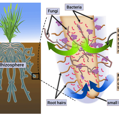 The Rhizosphere