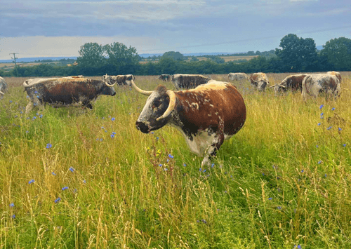 Rose Dale's Organic Farm main image