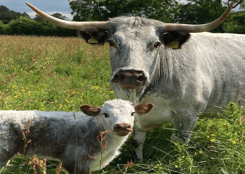 Susan's Farm CIO main image