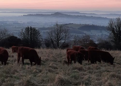 Ebbor Gorge Beef main image
