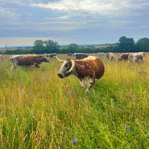 Rose Dale's Organic Farm main image