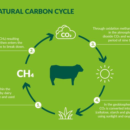 The Natural Carbon Cycle