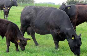More pasture-fed producers wanted