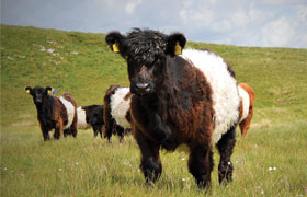 Pasture for Life – Case Study – Neil Heseltine, Yorkshire Dales