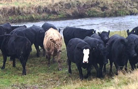 Pasture for Life – Case Study – Duncan and Angus Nelles, Northumberland