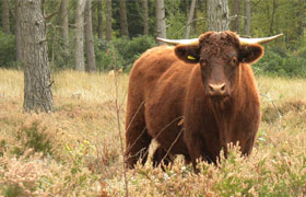 Pasture for Life – Case Study – Jake Hancock, Dorset