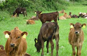 New initiative explores markets for pasture-fed suckled veal