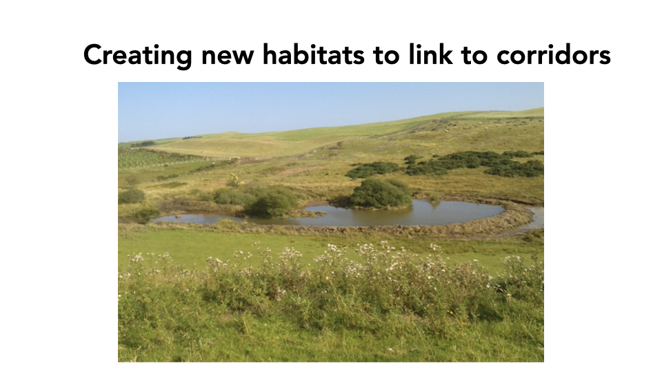 Creating new habitats at Peelham Farm