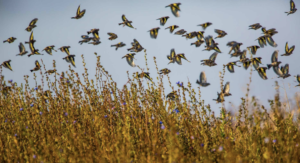 Goldfinches and linnets in winter