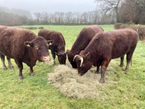 Unrolled species-rich hay bales from one of the restored meadows on the farm