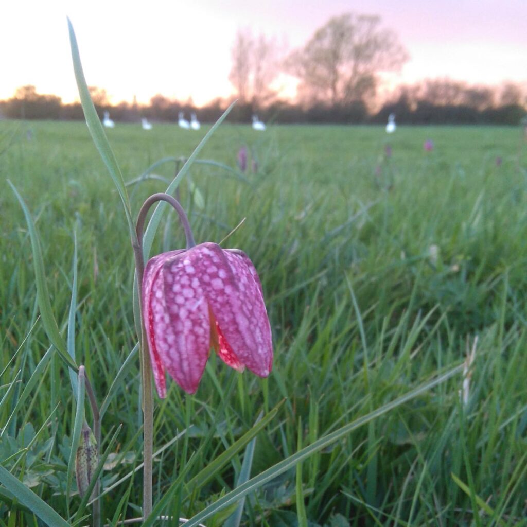 Geesefrit snakeshead fritillary