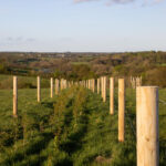 Tall, thick, species-rich hedges