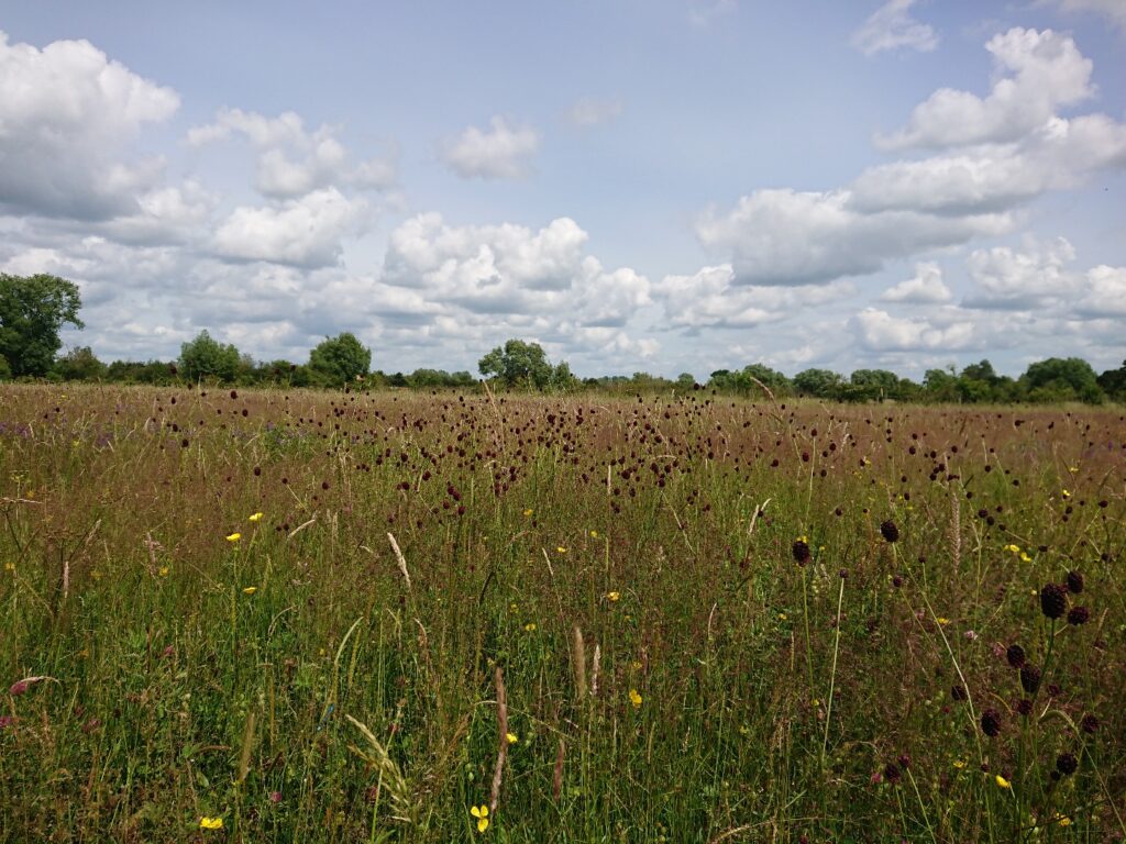 Rich flood plain hay meadow