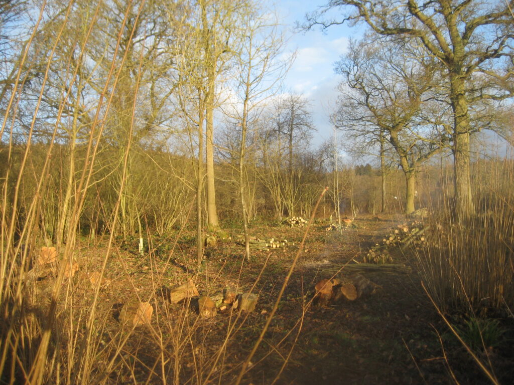 Coppiced woodland