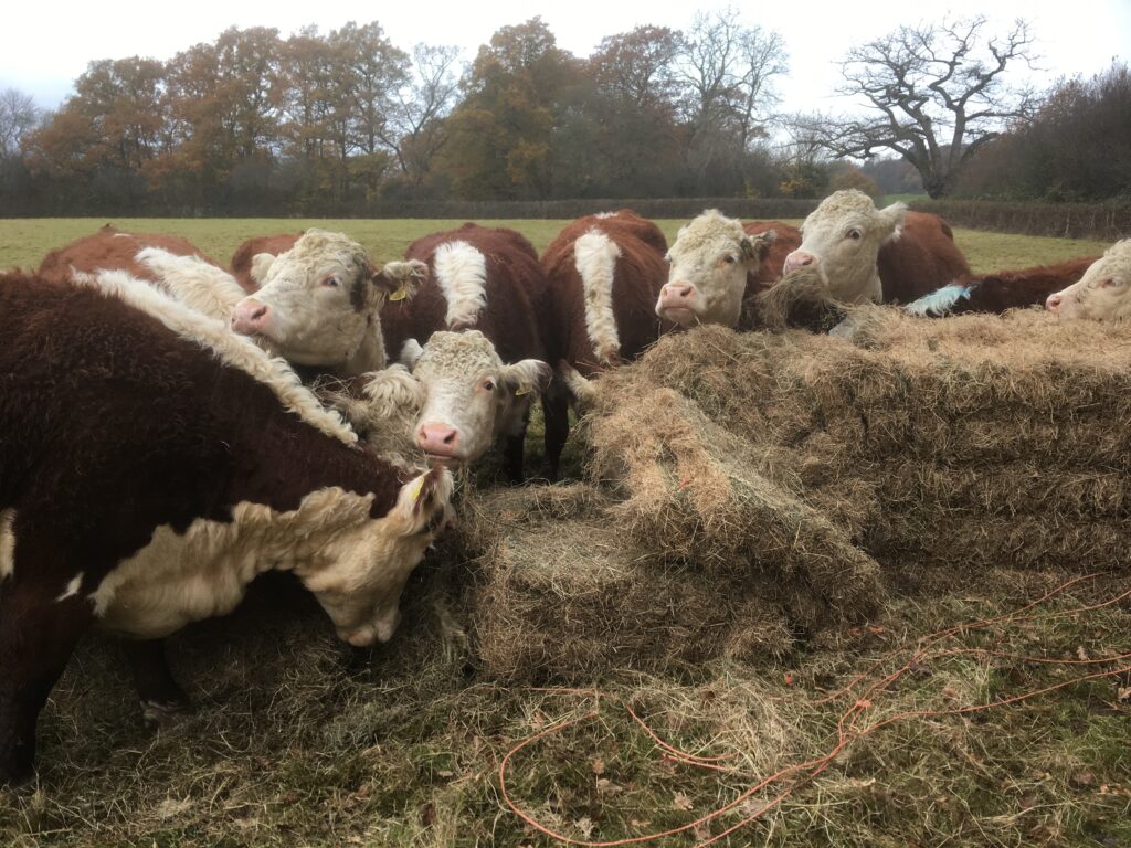 Winter bale grazing