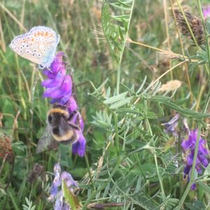 Common blue and bumblebee in hay meadow