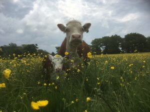 Cow and calf in buttercups