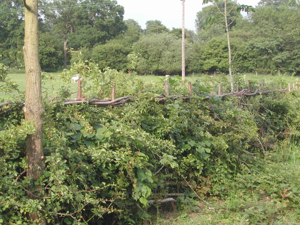 Laid hedge joining woodland