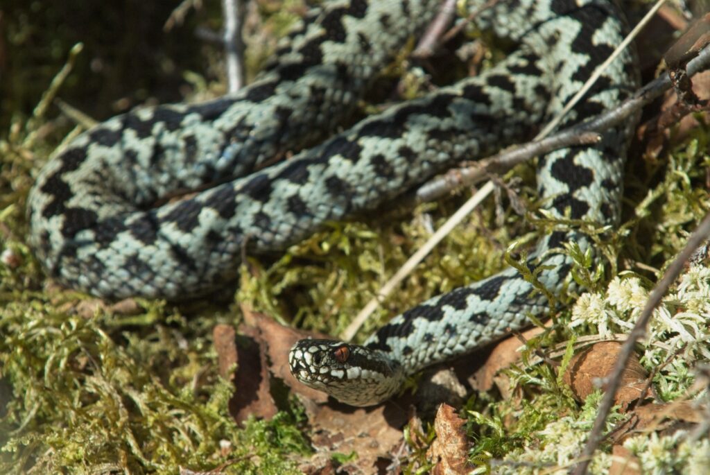 Adder