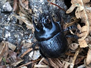Dung beetles have returned