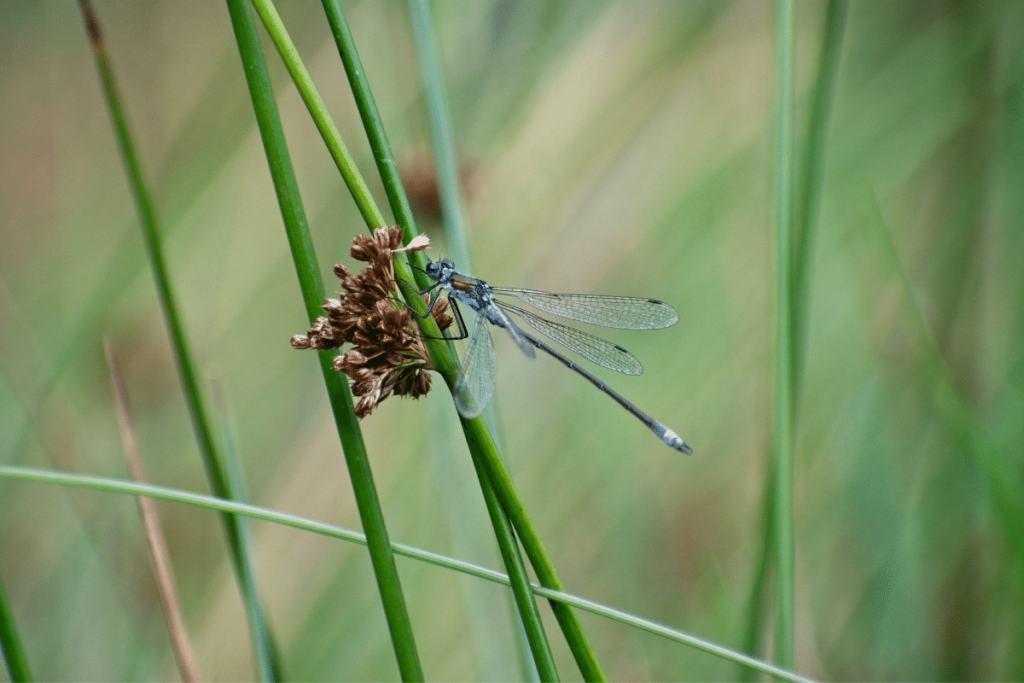 Damselfly