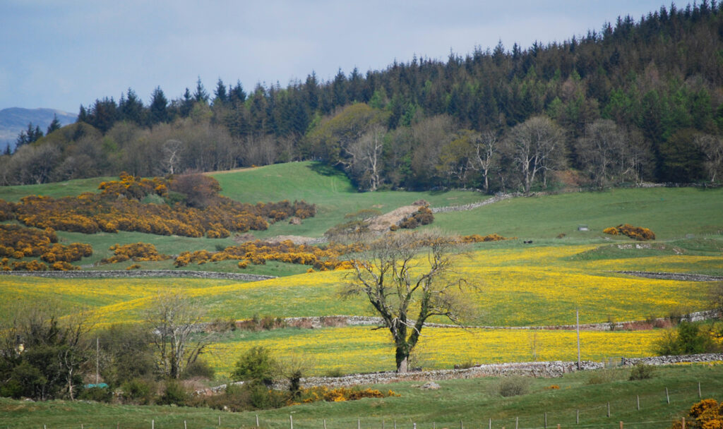 Dandelions