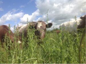 Shorthorn cattle mob grazing