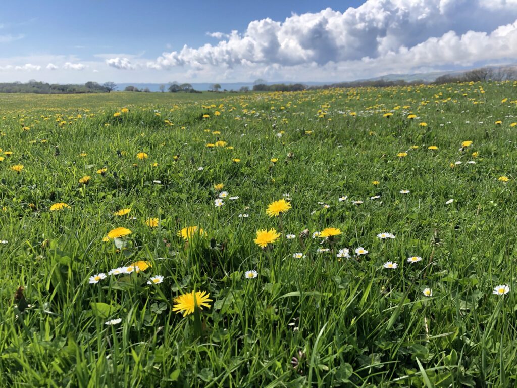 Silage field