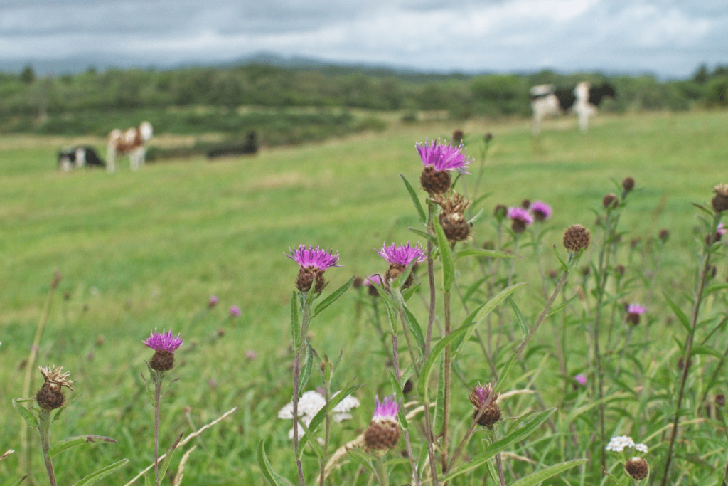 Flora and fauna