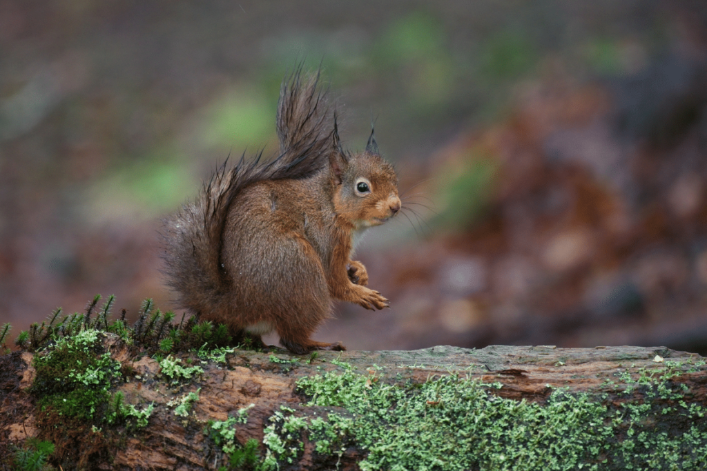 Red squirrel