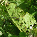 Green Dock Beetle larvae