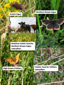How it works for butterflies