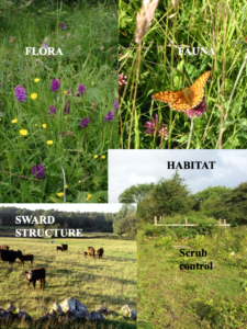 Flora, fauna, sward structure and habitat