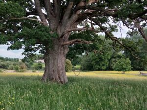 Parkland ancient Oak