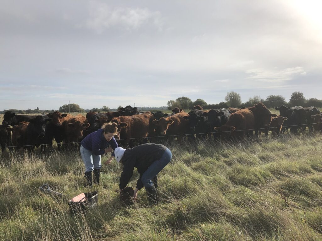 Adaptive Multi Paddock Grazing image copyright Annie Rayner FAI Farms