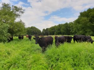 Cattle browsing
