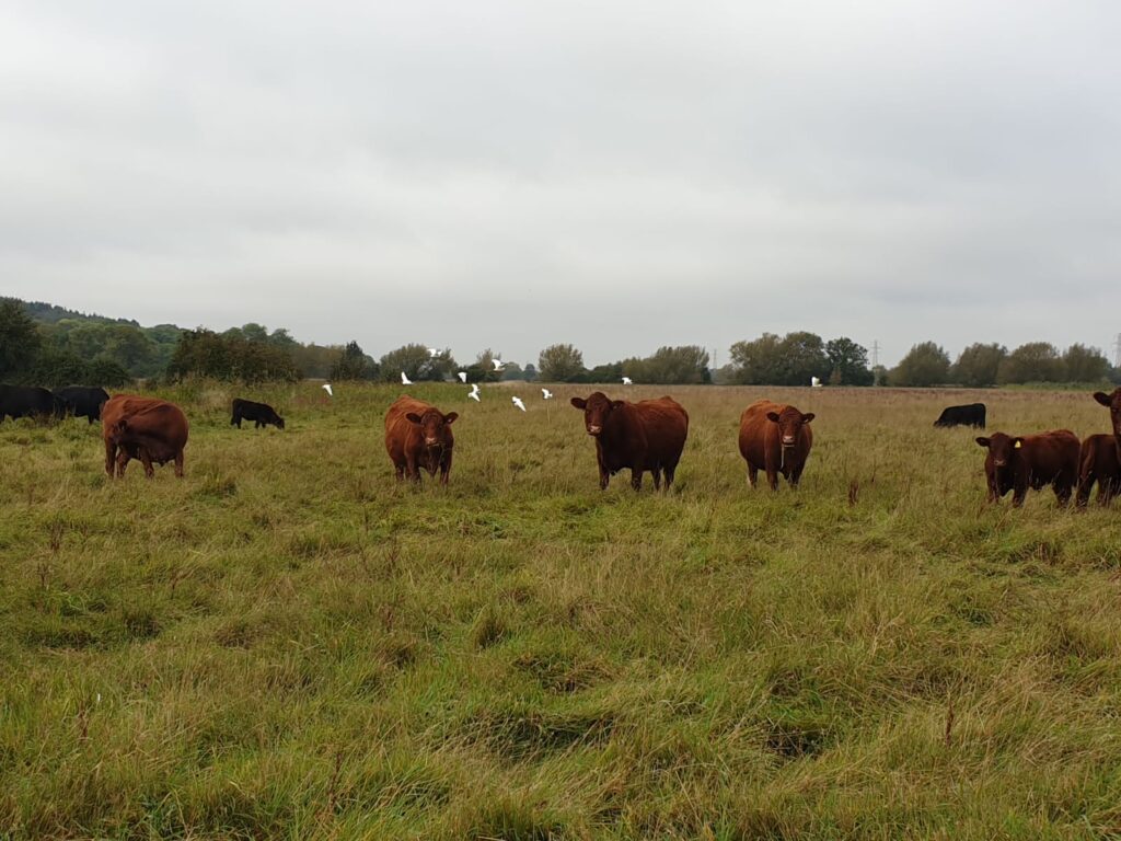 Cattle egrets