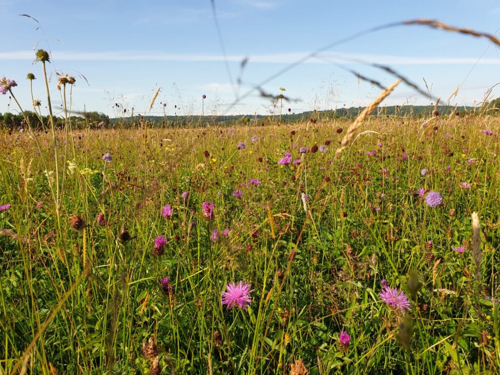 Meadow