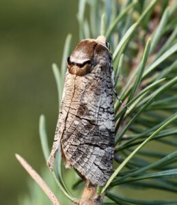 Goat Moth image copyright Patrick Clement and CEH