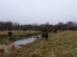 Out-wintering the cattle