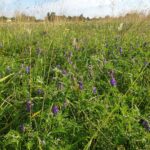Vetch