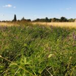 Vetch and other plants