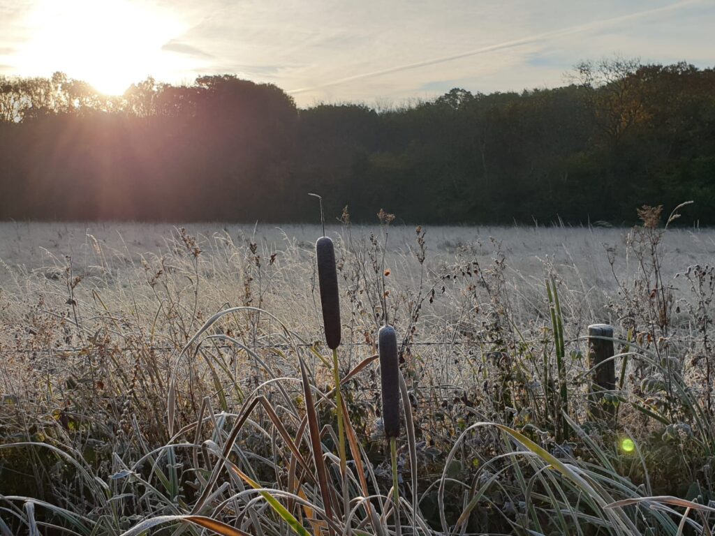 Frosty morning