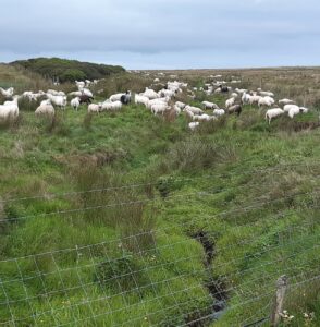 Sheep grazing wetland