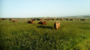 Contented cattle mob grazing