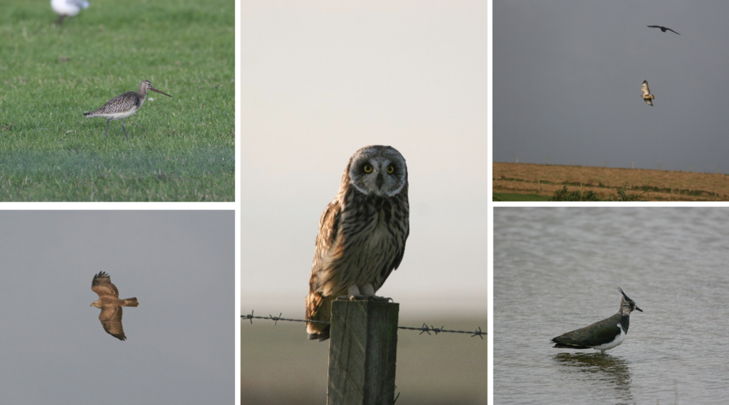 Owls, lapwings and hen harriers all live on the farm