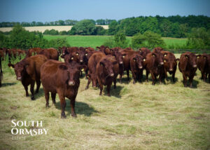 Cattle in July