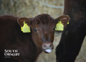 Lincoln Red calf